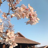 観桜の茶事